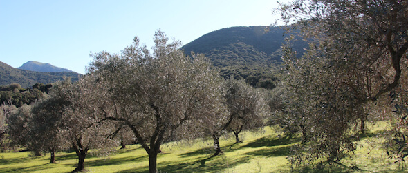 oliveto